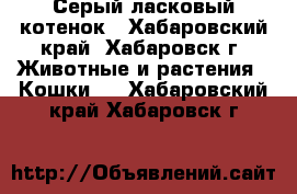 Серый ласковый котенок - Хабаровский край, Хабаровск г. Животные и растения » Кошки   . Хабаровский край,Хабаровск г.